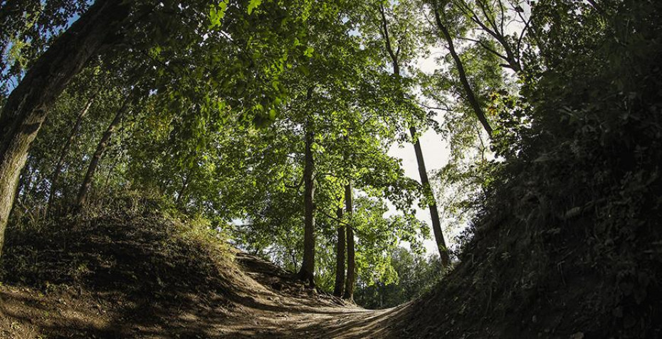 Во всех районах Гродненской области разрешено посещение лесов