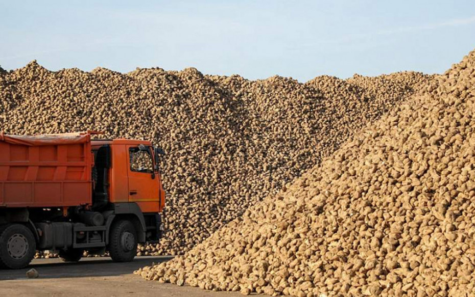 В Гродненской области самая высокая урожайность сахарной свеклы в стране